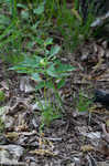 Longleaf groundcherry